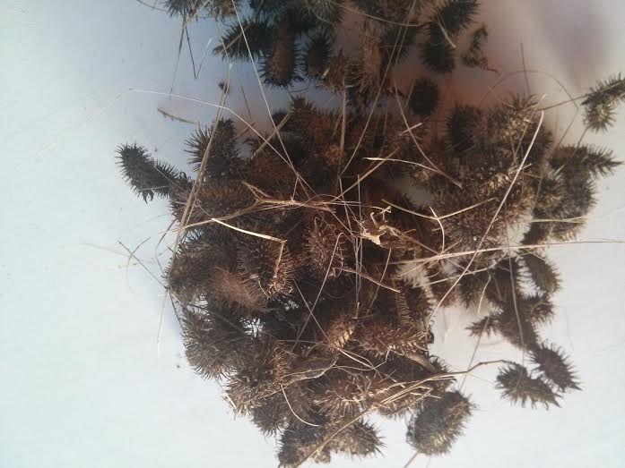 קוצים ממאגר בית זית